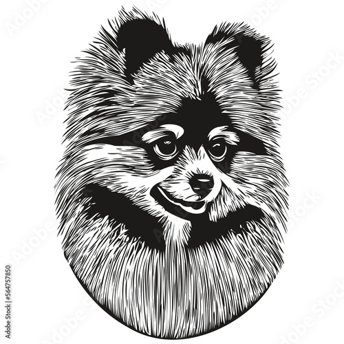 Pomeranian spitz dog hand drawn vector logo drawing black and white line art pets illustration