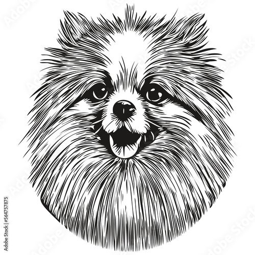 Pomeranian spitz dog line art hand drawing vector logo black and white pets illustration