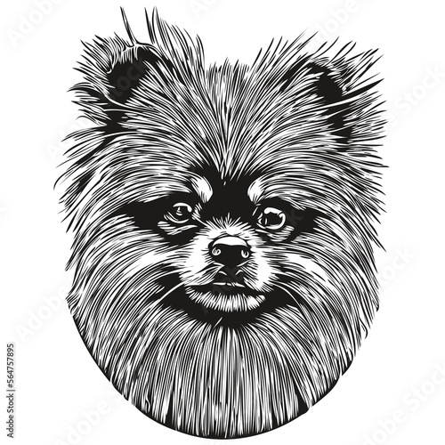 Pomeranian spitz dog line art hand drawing vector logo black and white pets illustration
