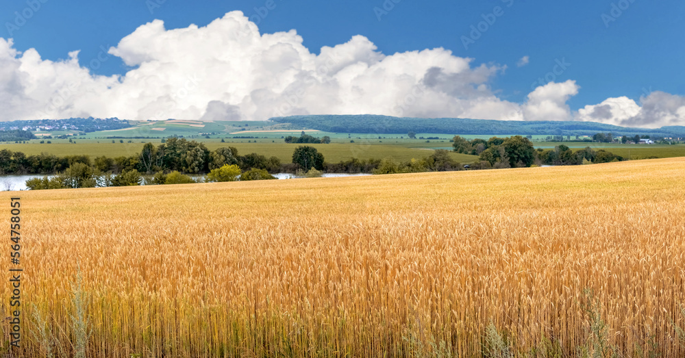 Summer landscape with a yellow wheat field near the river and a picturesque blue sky with white clouds