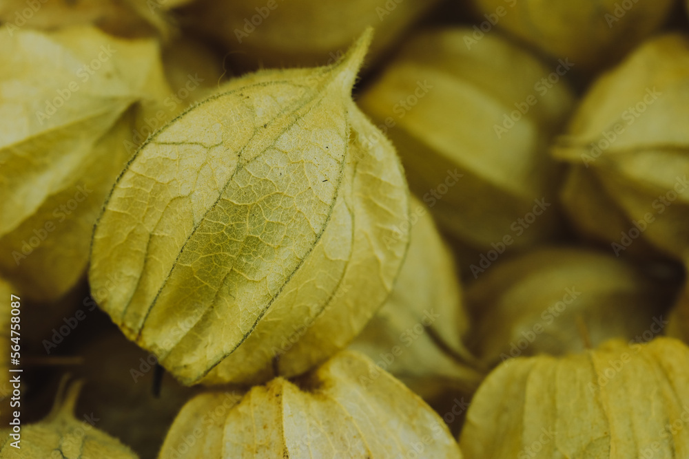 Macro photo of aguaymanto. Concept of fruits. Macro photo of aguaymanto. Concept of fruits.