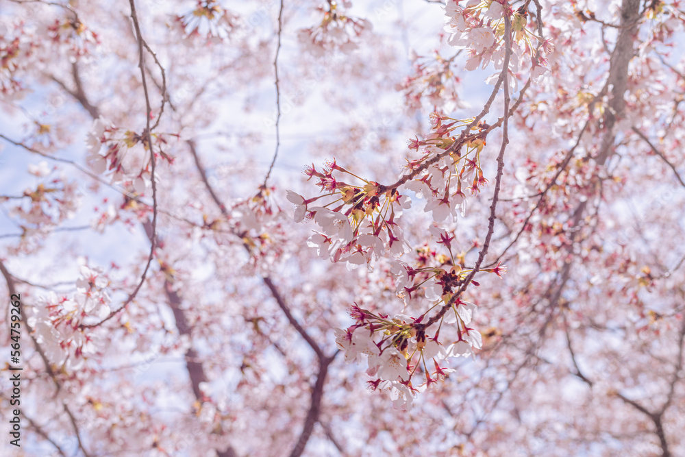 Flor de árbol de Cerezo en primavera. Flor de árbol de Cerezo en primavera.