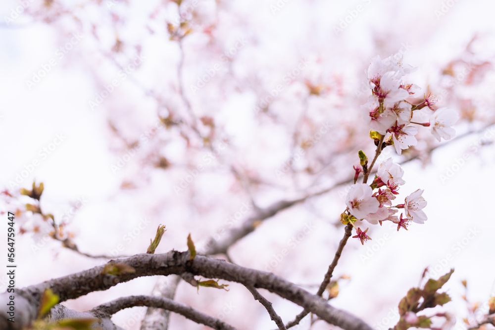 Flor de árbol de Cerezo en primavera. Flor de árbol de Cerezo en primavera.