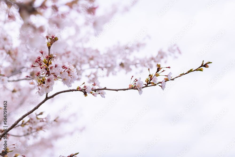 Flor de árbol de Cerezo en primavera.