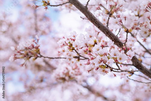 Flor de árbol de Cerezo en primavera.