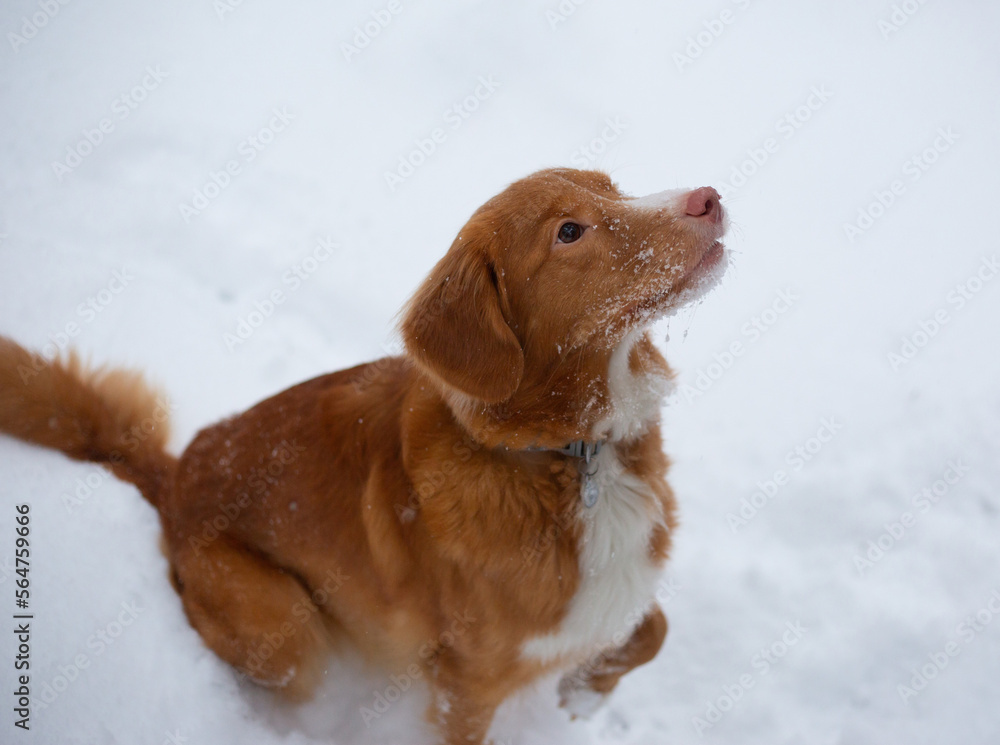 happy dog playing in snow winter isolated portrait