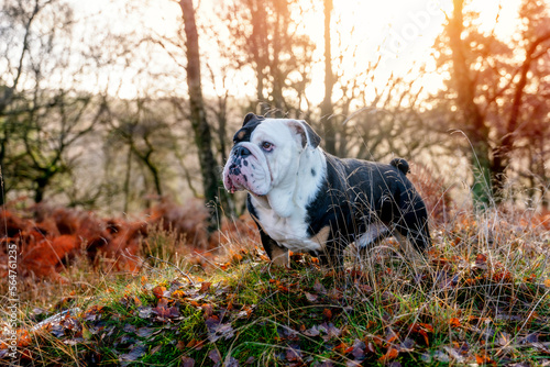 Black tri-color funny English British Bulldog Dog out for a walk looking up sitting in the grass in forest on Autumn sunny day at sunset