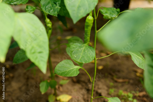 Close-up of a ripening green hot chili pepper growing on a branch in the open field on an eco farm