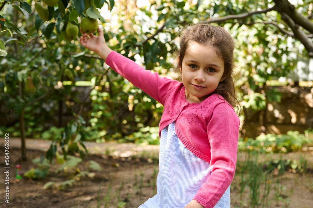 Lovely child girl posing at camera while picking fresh ripe pears in eco garden Lovely child girl posing at camera while picking fresh ripe pears in eco garden