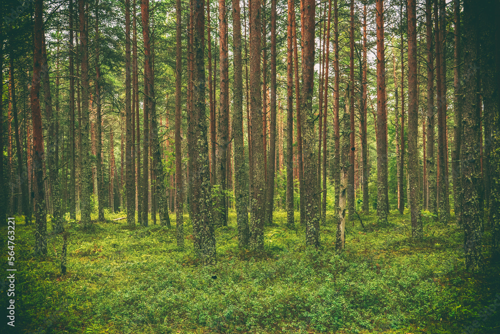 Obraz premium Dark pine forest