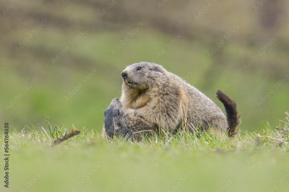 Marmots (Marmota marmota) fighting on a green apine meadow, Alpine marmots in playful attitude. Italian Alps. April