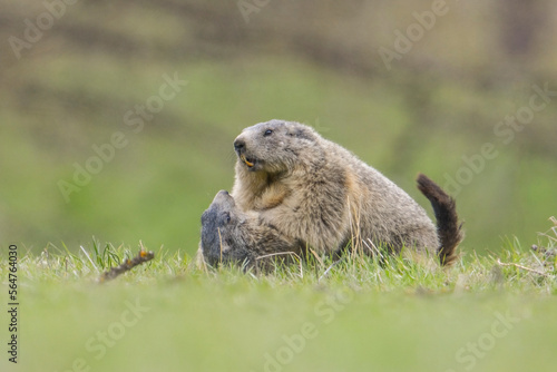 Obraz na płótnie Marmots (Marmota marmota) fighting on a green apine meadow, Alpine marmots in playful attitude. Italian Alps. April w salonie