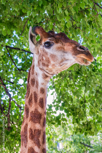 Close-up giraffe head on green leaves background © Dmitrii Potashkin