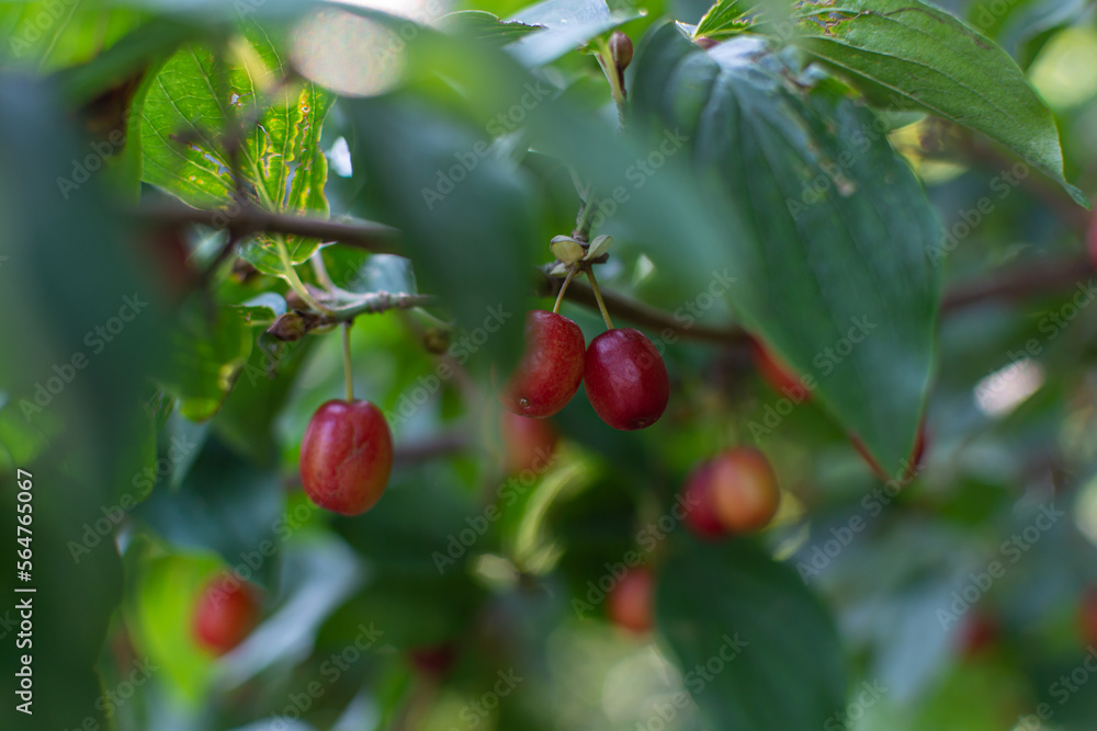 Red dogwood berries