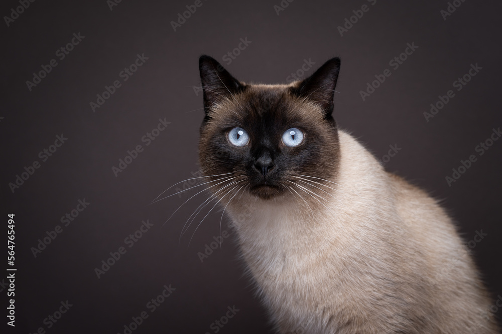 blue eyed siamese cat portrait