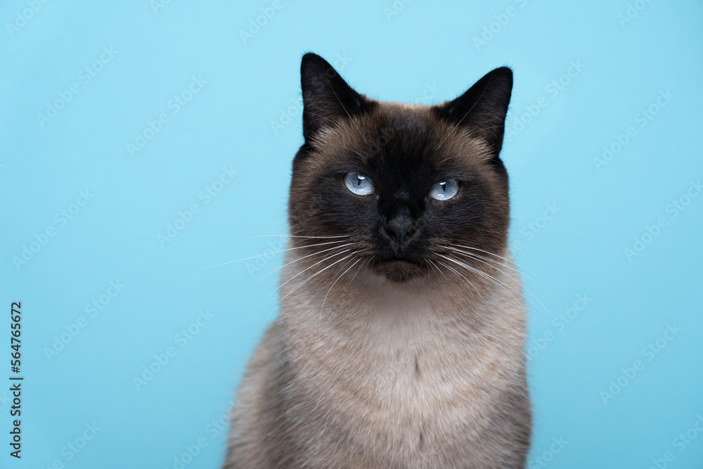 blue eyed siamese cat portrait on blue background
