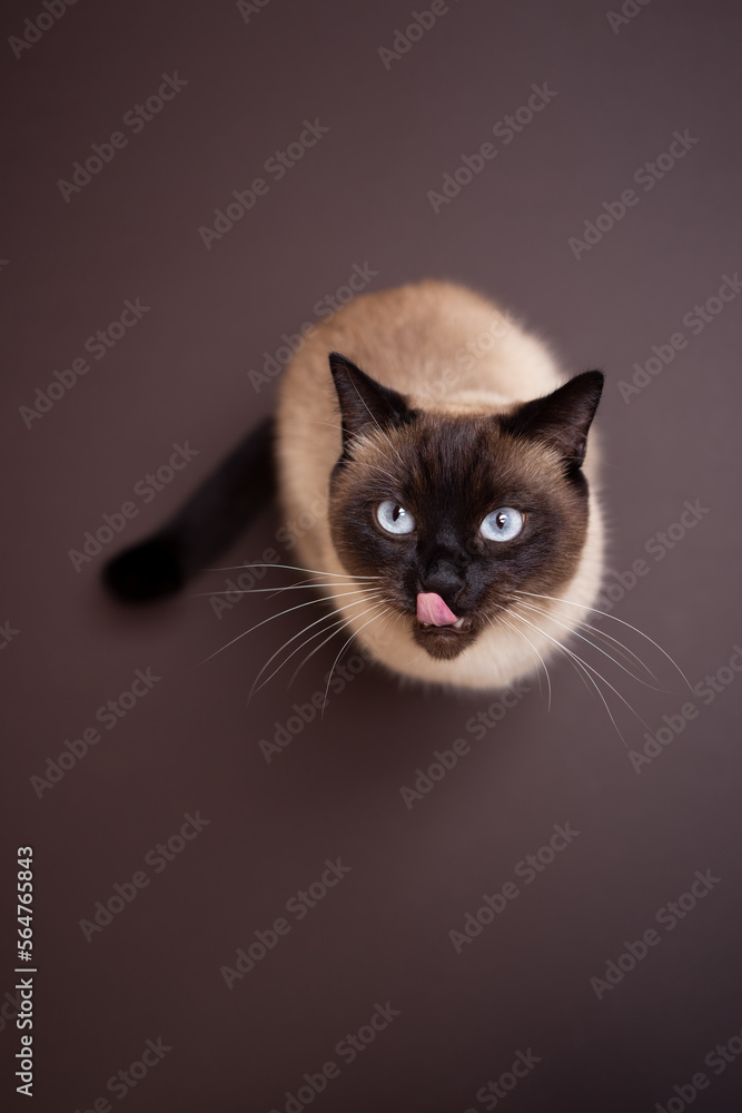 high angle view of mouth licking siamese cat sitting on brown background looking up at camera with copy space on top an bottom