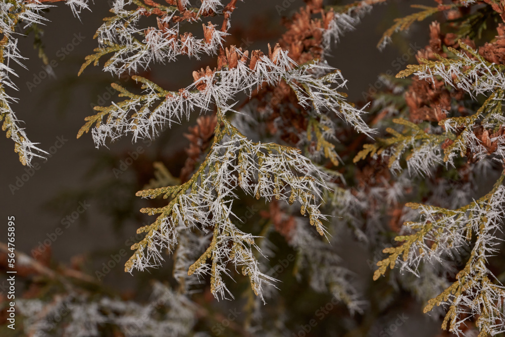Thuja in frost. Winter magic. After the thaw, frost struck and the trees were covered with frost.