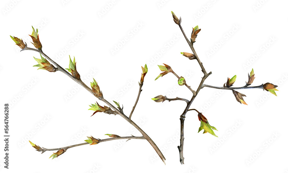 Spring branch with young leaves of boxelder maple