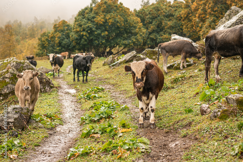 Herd of cattle bulls and cows on a green summer pasture in mountains in rainy weather Herd of cattle bulls and cows on a green summer pasture in mountains in rainy weather