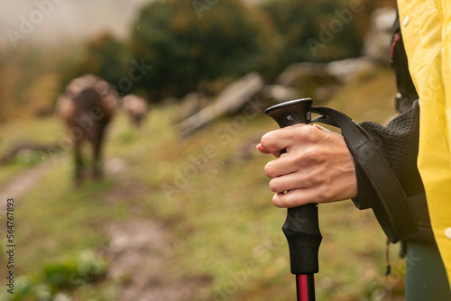 Woman hand holding trekking poles walking in alpine meadow with cows in rainy weather
