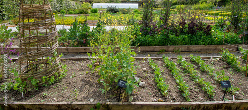 Wallpaper Mural organic vegetable garden with vegetables, aromatic herbs, flowers and greenhouse Torontodigital.ca