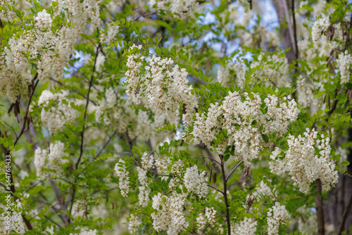 Blooming acacia branches with flowers in spring, selective focus