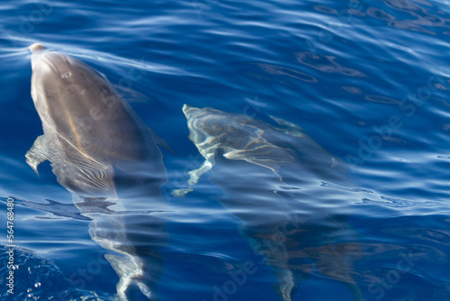 a school of spottet dolphins swimming in the blue water 