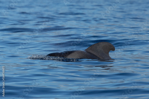pilot whale swimming through the blue water at the atlantic ocean
