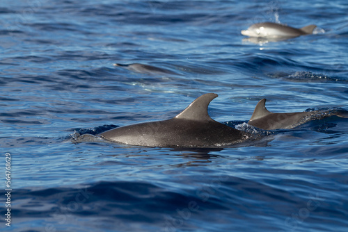 a school of spottet dolphins swimming in the blue water 