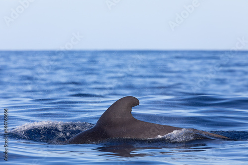 pilot whale swimming through the blue water at the atlantic ocean Fototapet