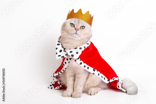 A luxurious calm white cat in a golden crown and red mantle, sitting on a white background