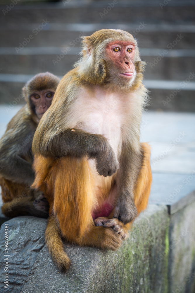 Monkey with tongue out