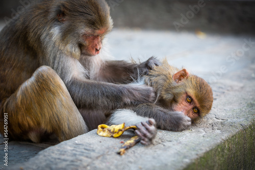Photos Monkey delouses monkey