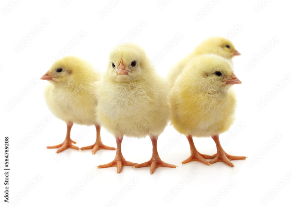 Group yellow little chickens. Group yellow little chickens.
