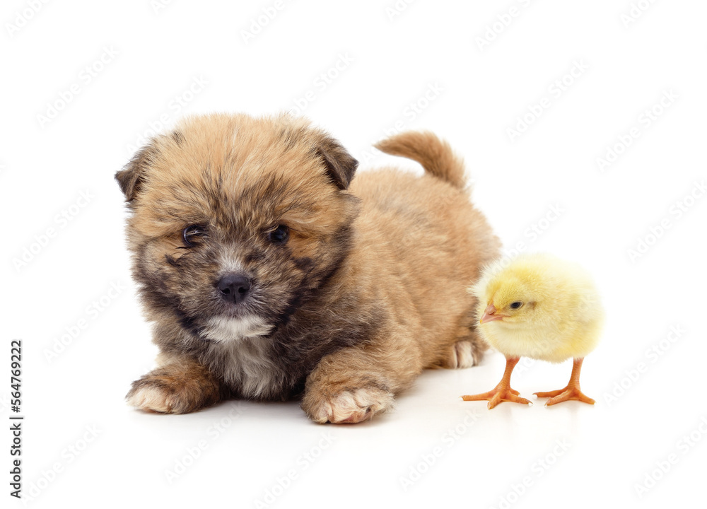 Brown puppy and yellow chicken. Brown puppy and yellow chicken.