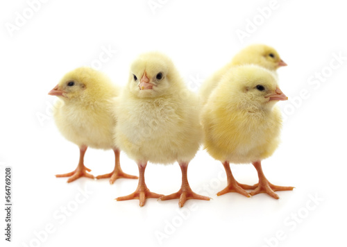 Wallpaper Mural Group yellow little chickens. Torontodigital.ca