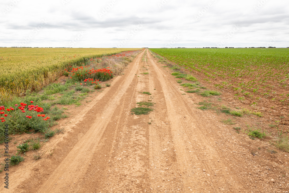 Camino de Madrid - dirt road through agricultural fields of wheat halfway between Wamba and Peñaflor de Hornija, Valladolid, Castile and Leon, Spain