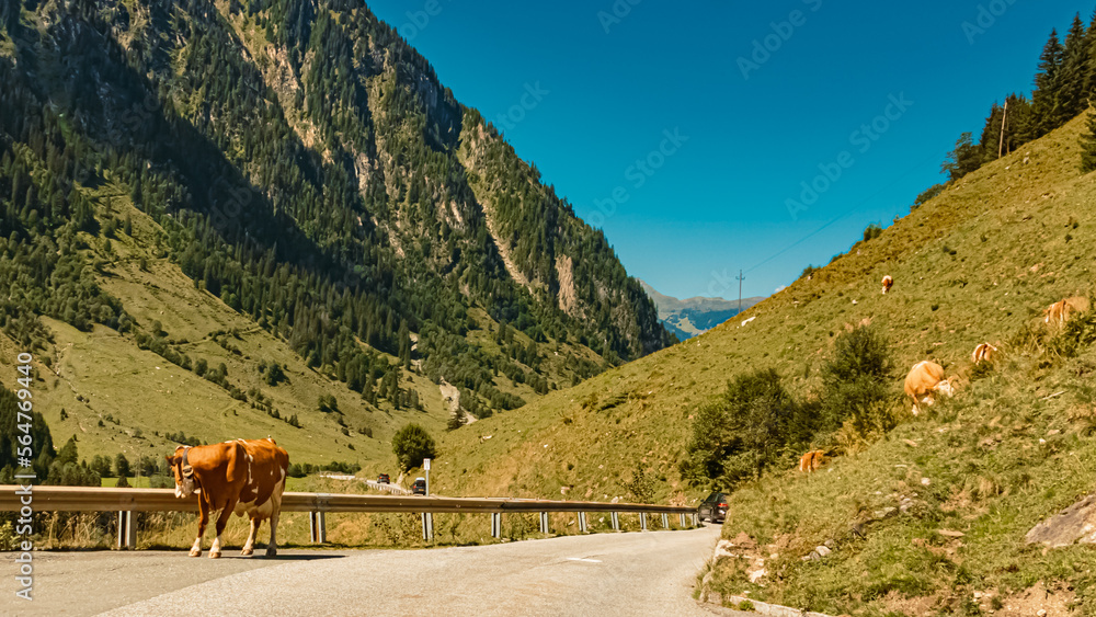 Beautiful alpine summer view with cows at the famous Stubachtal valley, Uttendorf, Salzburg, Austria