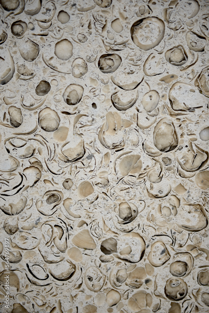 Shell rock texture. Natural stone background. Shell brick wall texture stone background, building limestone sand facade. The texture of a stone made of fossilized limestone.
