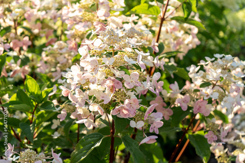 White hydrangea flowers in full bloom in a garden. Hydrangea bushes blossom on sunny day. Flowering hortensia plant. Blossoming flowers in the spring. close up petals photo