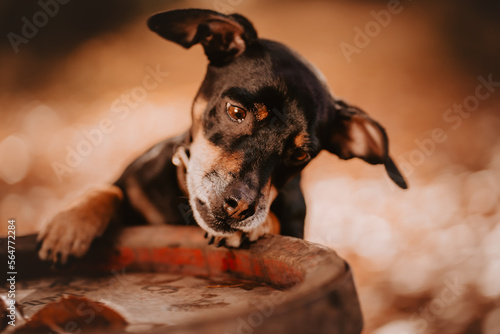 Hund im Wald photo