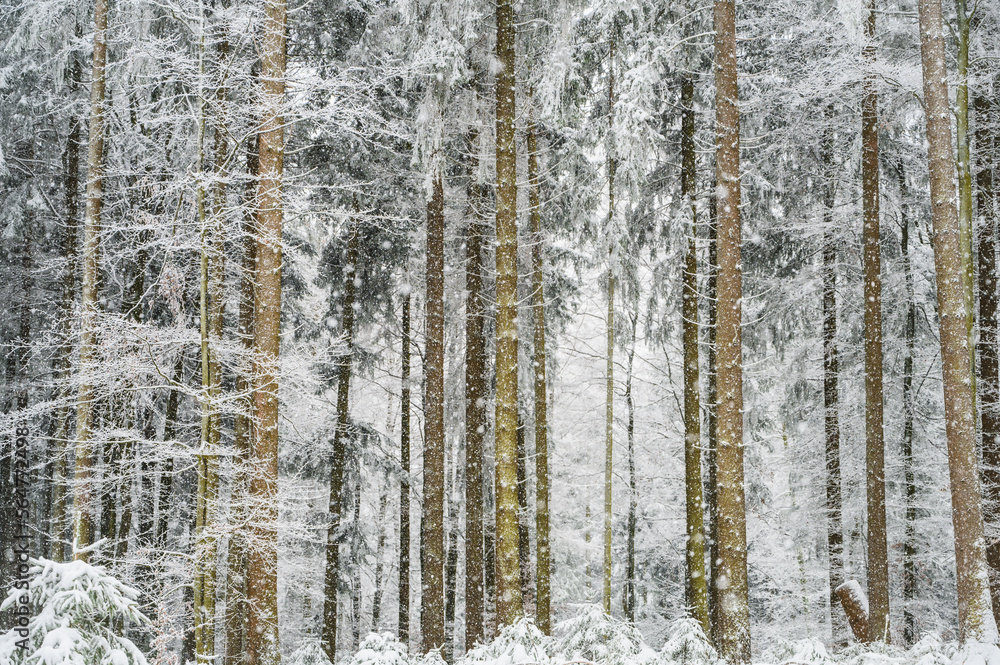 Trees in snowy forest during snowfall in the Black Forest, Germany
