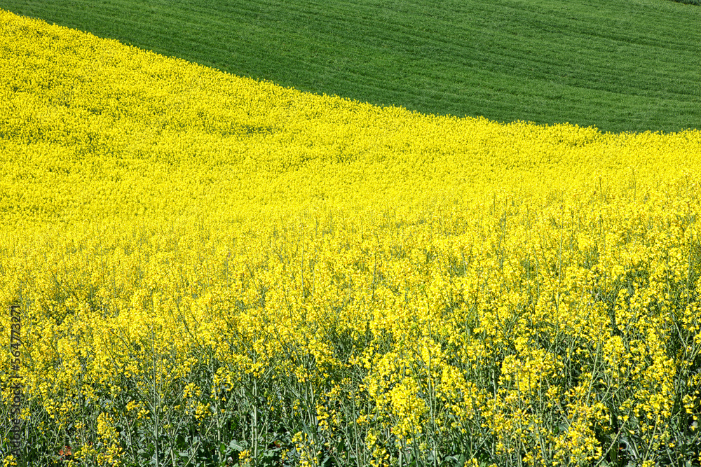 Colza field in Guadalajara. Flowers in spring. Castilla la Mancha. Spain Colza field in Guadalajara. Flowers in spring. Castilla la Mancha. Spain