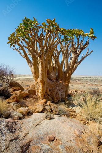 Kobas tree in desert, Spitzkoppe, Erongo region, Namibia photo