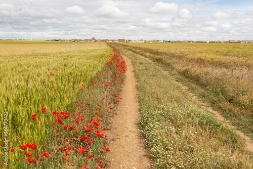 Camino de Madrid - rural path through agricultural fields of wheat next to Peñaflor de Hornija, Valladolid, Castile and Leon, Spain