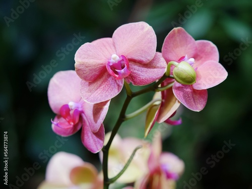 Closeup of Pink Orchids