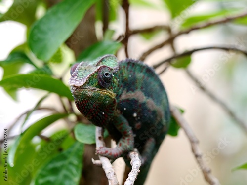 Closeup of Chameleon on Branch