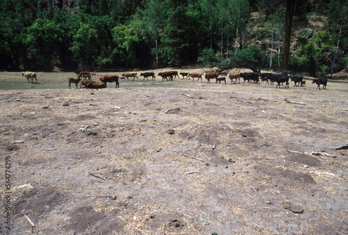 Gila National Forest