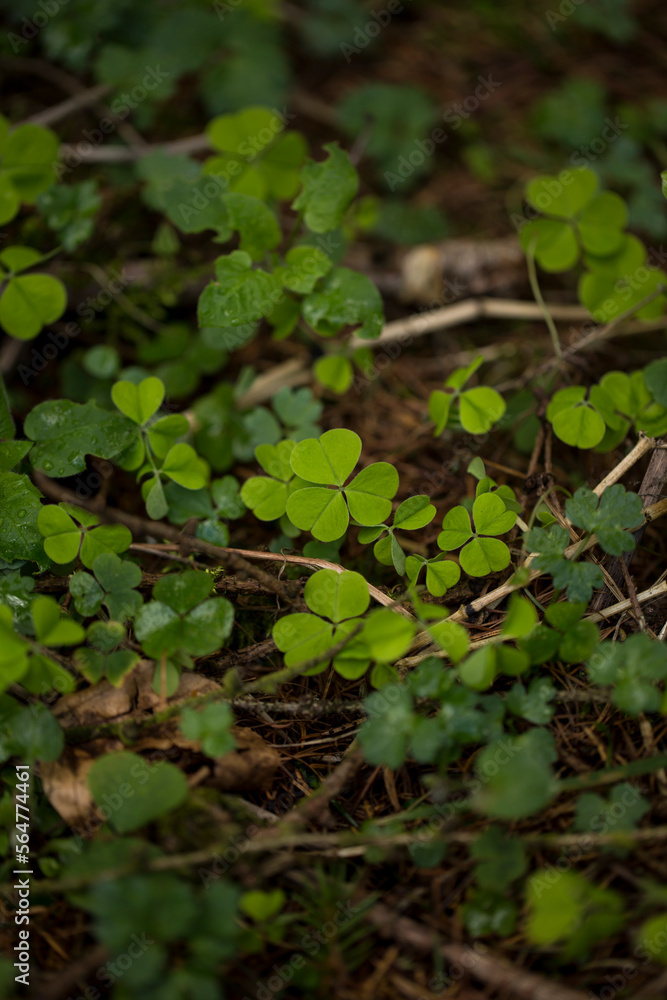 Shamrocks on the forest floor. Rhoen Mountains, Germany Shamrocks on the forest floor. Rhoen Mountains, Germany